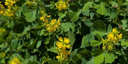 Ein mediterraner Futterlieferant: Der Bockshornklee.