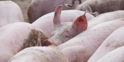 Schweinemast-AdobeStock_22698682