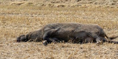 Laut der Welttiergesundheitsorganisation sind Wildschweine weiterhin der Treiber der Tierseuche Afrikanische Schweinepest (Symbolbild).