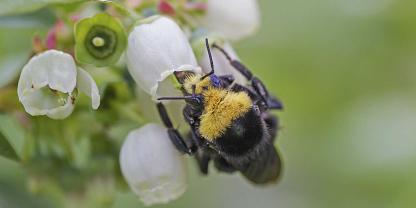 Wo es wärmer ist, gibt es mehr Blüten an den Blaubeerpflanzen – und mehr Bienen.