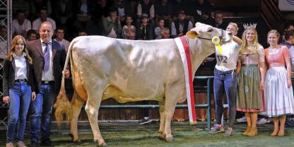 Brown Swiss aus Weilheim, hier die Siegerkuh Brown Swiss jung an der Jungzüchterschau 2022: Phil Nikita von Thomas Unsinn, Forst, vorgeführt von Anna Sloof.Foto: Josef Berchtold