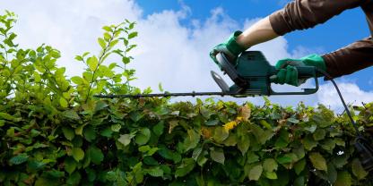 Auch nach dem 1. März darf man einen leichten Pflegeschnitt durchführen.