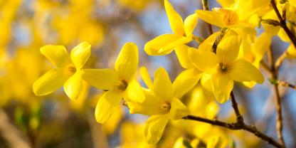 Forsythienbluete