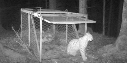 Nach der Besenderung wurde der Luchs wieder in die Freiheit entlassen. Die gesendeten Daten zeigten bereits, dass der Luchs gesund sein muss.