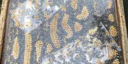 Bienen dürfen nicht Hungern! Wenn keine Futterwaben vorrätig sind, muss eine Notfütterung erfolgen.