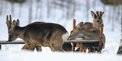 In Brandenburg herrscht Zank wegen der Handhabung der Fütterung in der Notzeit.