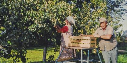 Birnenernte im Jahr 1976: Damals standen bei Gartenbauvereinen noch Selbstversorgung und Obstbaumpflege im Vordergrund.