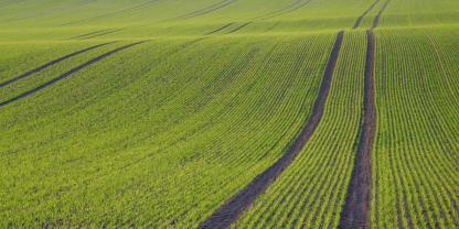 Frühjahr-Wintersaaten-AdobeStock_662204