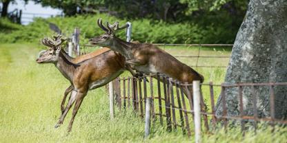 Gerade junge Hirsche sind wichtig für den Genaustausch zwischen Populationen und besonders wanderfreudig.