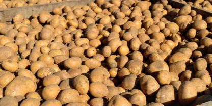 Kartoffel-Lager-AdobeStock_92867084