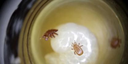 Die Tropilaelaps-Milbe vermehrt sich ähnlich wie Varroa in der Bienenbrut und infiziert dabei Bienenlarven mit Viren.