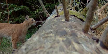 Das war bis vor kurzem die letzte bestätigte Aufnahme von Juno: Im September 2024.