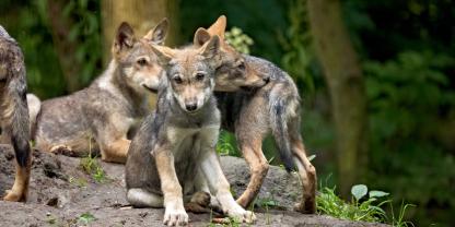 Zwei tote Wolfswelpen wurden in Brandenburg entdeckt.