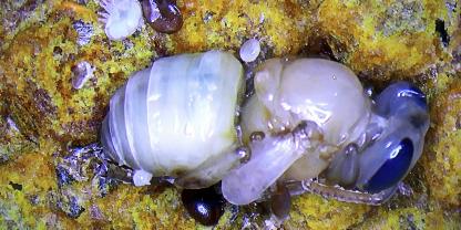 Bienenpuppe mit Varroamilben in verschiedenen Entwicklungsstadien.