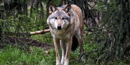 Immer wieder nähern sich Wölfe dem Menschen. Doch das ist keineswegs ein natürliches Verhalten.