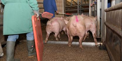 Schweine werden zur Schlachtung getrieben