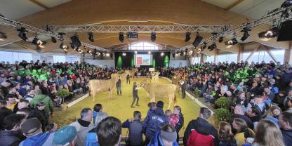 Die Deutsche Brown Swiss Schau wird erstmals im Zucht- und Vermarktungszentrum von ProRind in Unterthingau durchgeführt.