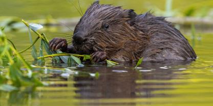 Zwei Biber in Oberbayern wurden tot aufgefunden. Vermutlich wurden sie gewildert.