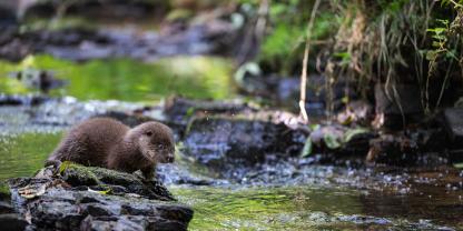 In Bayern zofft man sich um den Fischotter.