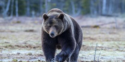 Bär an einem Fluss. Der Besatz an den Pelztieren in Norwegen zeigt sich rückläufig (Symbolbild).