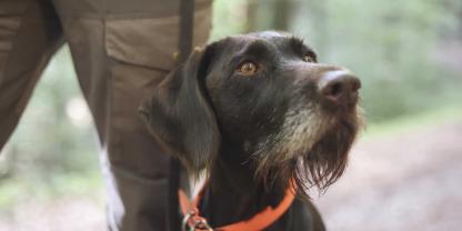 Deutsch-Drahthaar-Hündin „Inka“ verfolgt aufmerksam das Geschehen während des Blattens und bleibt dabei absolut ruhig.Mehrfach tötete der Deutsch-Drahthaar des Jägers aus Marburg die Nachbarskatzen (Symbolbild).