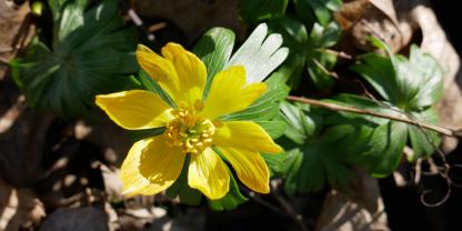 Blüte des Winterlings