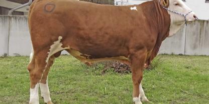 Große Erwartungen werden in den Fleckviehbullen Habitat PP gesetzt, der nun zu einem absoluten Spitzenpreis versteigert wurde.