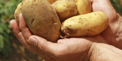 <b><i>Qualitätsknollen: </i></b>Kaliumdüngung beeinflusst die innere Qualität der Kartoffeln. Foto: Klaus Strotmann