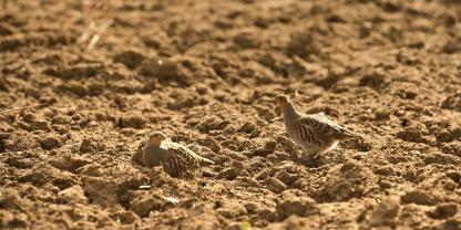 Bereits das raue Relief des umgebrochenen Bodens in der Schneise lockt die Hühner zum Sonnen und Hudern auf den warmen Boden.