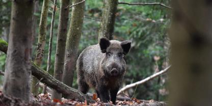 Bei zwei Wildschweinen wurden Trichniellen nachgewiesen.