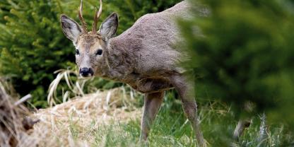 Rehbock-aeugend-Wald