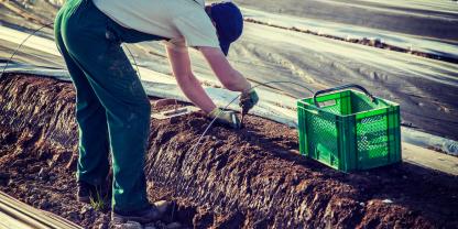Ein Erntehelfer beim Stechen von Spargel