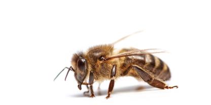 Lars Chittka untersucht Bienen nicht nur als Superorganismus, sondern auch als Individuum.