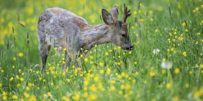 Im Frühjahr muss das Rehwild seine Energiereserven auffüllen.