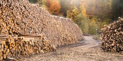 Holzlager-AdobeStock_467649420