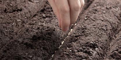 Wenn Sie dichter aussäen, ernten Sie beim Ausdünnen Babygemüse.