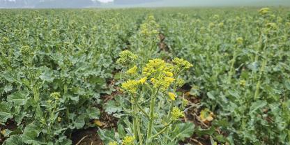 Der Winterraps zeigte zu Beginn dieser Woche das erste Gelb. 