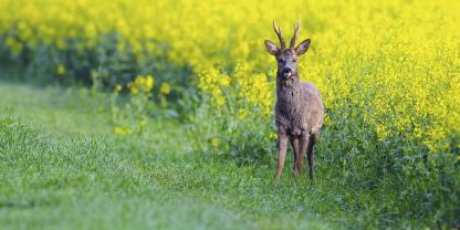 Einstand und Äsung: Raps wirkt zu jeder Jahreszeit auf Rehwild wie ein Magnet.