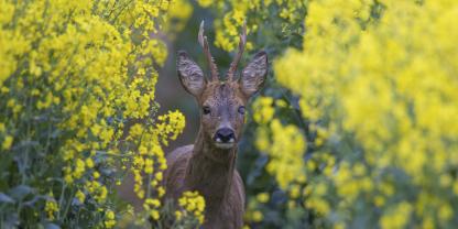 Im Mai steht das Rehwild gern in den Rapsfeldern.