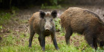 Eine Wohnsiedlung im Ruhrgebiet hat regelmäßig tierischen Besuch.