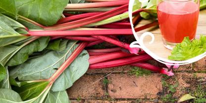 Aus Rhabarber, frisch geerntet und voller Aroma, lässt sich einfach ein fruchtig-frischer Saft herstellen.