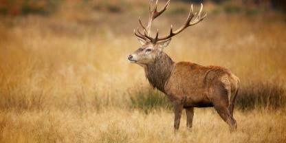 Sechs Trophäen wurden vom Gelände des Nationalparks Bayerischer Wald gestohlen.