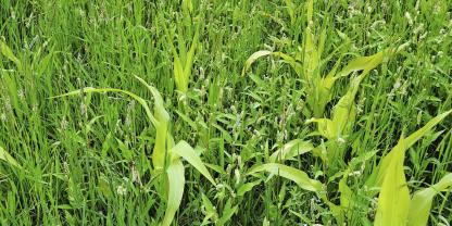 Starker Besatz mit Ackerfuchsschwanz und anderen dikotylen Unkräutern unterdrückt den Mais hier massiv.