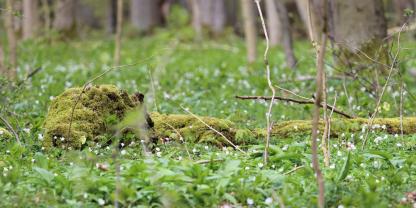 Der Wandel der Pflanzengemeinschaften hinkt dem Wandel der lokalen Temperatur hinterher. Diese Verzögerung („Klimaschuld”) war am höchsten bei Waldpflanzen unterhalb des Kronendachs.