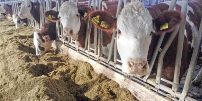 Milchvieh-Achselschwang