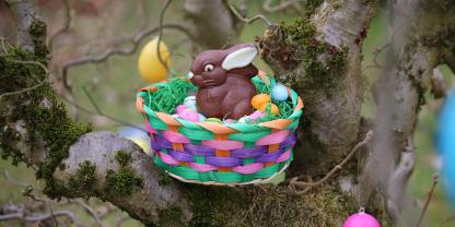 Während Schokohasen in Deutschland höchstens mal im Baum versteckt werden, erzeugt der Kakaoanbau in den Tropen Entwaldung.