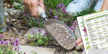 Substrat-Thymian-Weg