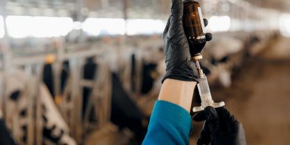 Rind-Impfung_AdobeStock_687614362