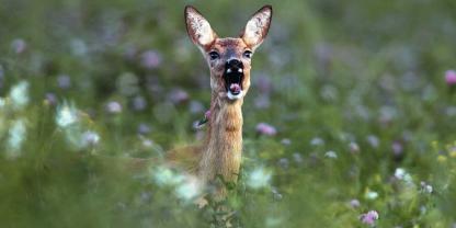 Im Landkreis Traunstein gibt es derzeit mehrere Verdachtsfälle von Jagdwilderei. Auslöser dafür sind Funde von abgetrennten Häuptern und Aufbruch.