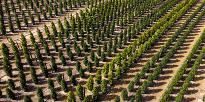 Ein Profi gibt im NDR Pflegetipps für große Gehölze. Zudem geht es an riskante Arbeiten in der Baumschule - mit dem Riesen-Bohrer.